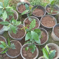 برگ‌بو|گل و گیاه طبیعی|رشت, آتشگاه|دیوار