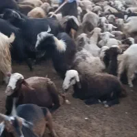 فروش 5راس چپیس چاغ