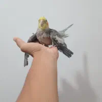 عروس هلندی جفت