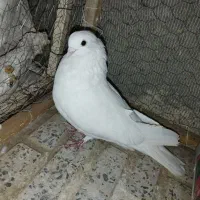 کبوتر