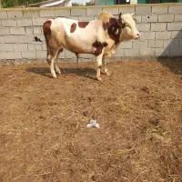 ۱ راس جوانه دورگ سیمینتال سنگین وزن گاو گوساله