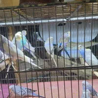 مرغ عشق عروس هلندی اردک جوجه رسمی و رنگی