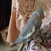 گمشده *مژدگانی*