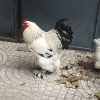 فروش مرغ و خروس برهما اصیل