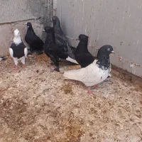 فروش کبوتر