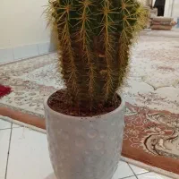 کاکتوس|گل و گیاه طبیعی|تهران, اوقاف|دیوار