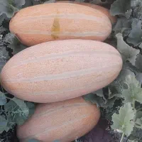 خربزه مشهدی  زنجان رود