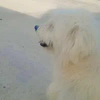 سگ پاکوتاه اشپیتز