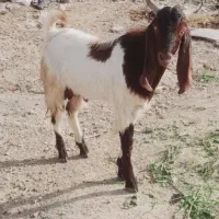 نر بز مناسب جوان