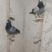کفتر المانی