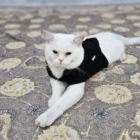 گربه بریتیش نر