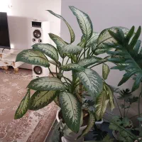 گل دیفن باخیا بزرگ