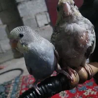 عروس هلندی و مرغ عشق