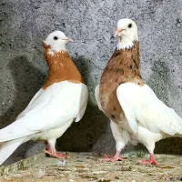 ک طوقی