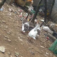 فروش غازمحلی دُرُشت