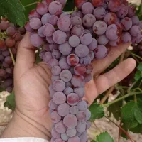 انگور ترکمن ۴،آبغوره خانگی عسگر .(آتیشی)