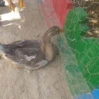 سلام یک عدد غاز و اردک به فروش می رسد
