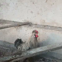 یک عدد خروس لهستانی