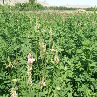 علوفه پرس شبدر یونجه خالص چین دوم