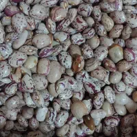 لوبیا چیتی کالپوش