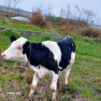 گوساله سمینتال