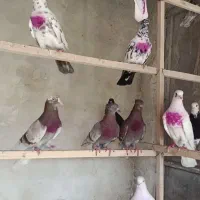 کبوتر