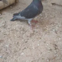دوتا ماده چاپی