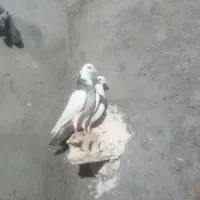 کبوتر قوچان