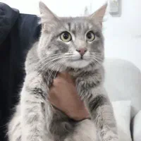 میکس بریتیش