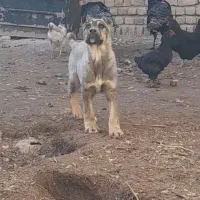 سگ سراب|سگ|خرمدره, |دیوار