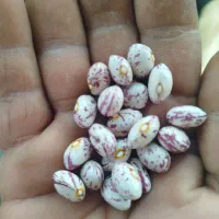 لوبیا چیتی