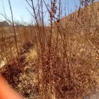 صدنهال دوساله و سه ساله توت رب با قیمت خیلی مناسب