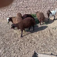 4راس بره افشاری نیم گوشت