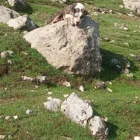 سگ پیدبول