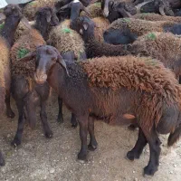 ۲۴‌راس‌بره‌ماده‌قزل‌افشار