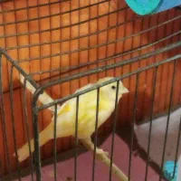 قناری نر جوان