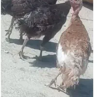۵ تا بوغلمون ماده