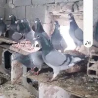 دوبر نر وماده ۲۰ عدد جفتی ۷۰۰