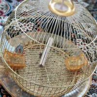دو تا فنچ با قفس