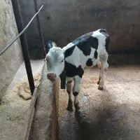 نژاد دار اصیل سیمنتال