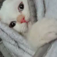 واگذاری گربه