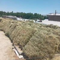 پرس یونجه