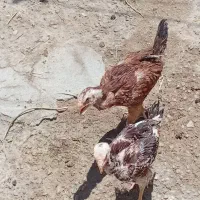 جوجه لاری اصل