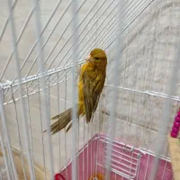 فروش  یک عدد قناری ماده