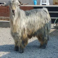 چپش شهرکردی و بز پاکستانی