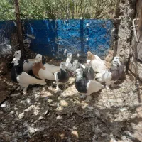 کبوتر|پرنده|زاوه, |دیوار