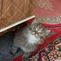 اسکاتیش پرشین کلاسیک عروسکی