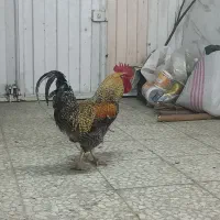 خروس یک ساله سر حال