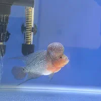 فروش ماهی فلاور نژاد دار ( رد دراگون )