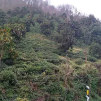 فروش باغ پرتقال پر محصول  اطاقور متری ۵۵۰هزارتومان